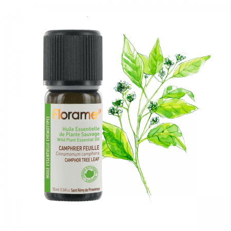 Camphor Tree Leaf or Shiu...